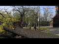 Wrocław: Na most Zwierzyniecki spadło drzewo